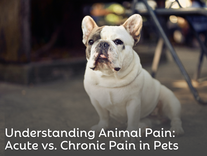 Understanding Animal Pain: Acute vs. Chronic Pain in Dogs and Cats