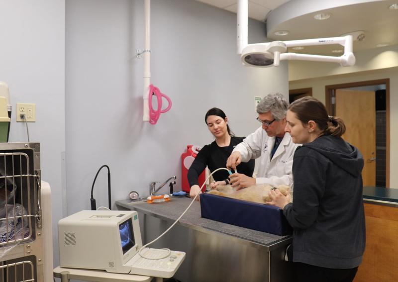 Carousel Slide 7: Veterinary Specialists